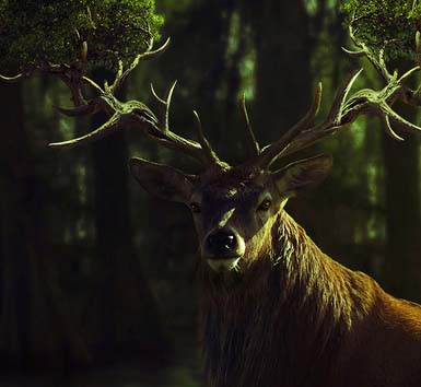 Web漏洞扫描工具